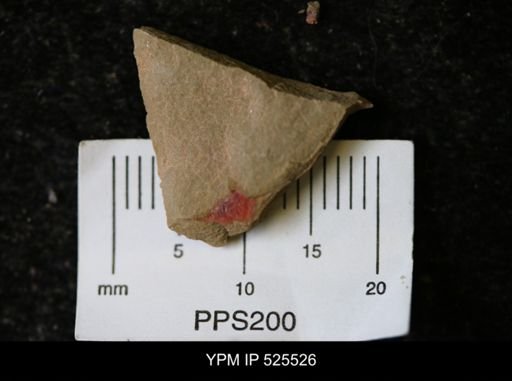 undet. Synziphosurina