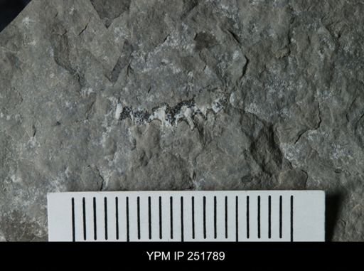 undet. Brachiopoda