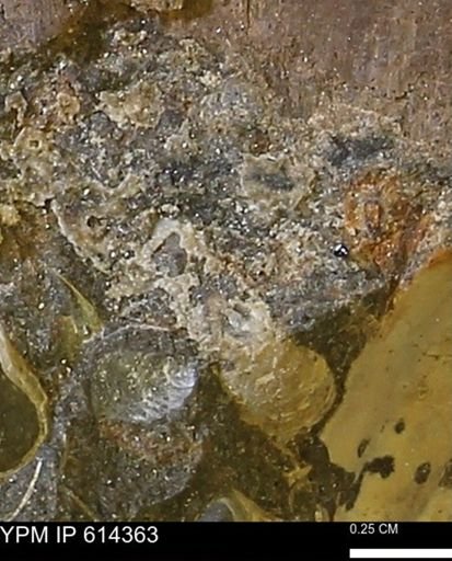 Mollusca