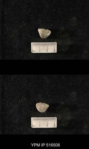 Cyclonema sp.