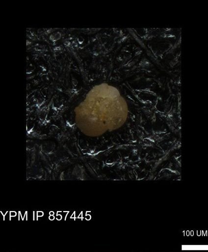 undet. Foraminiferida