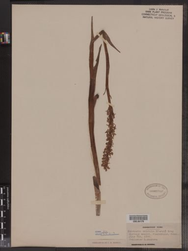 Habenaria
