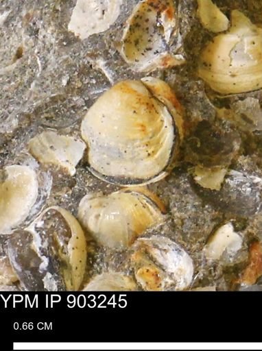 Corbulamella sp.