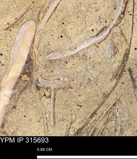 Mollusca