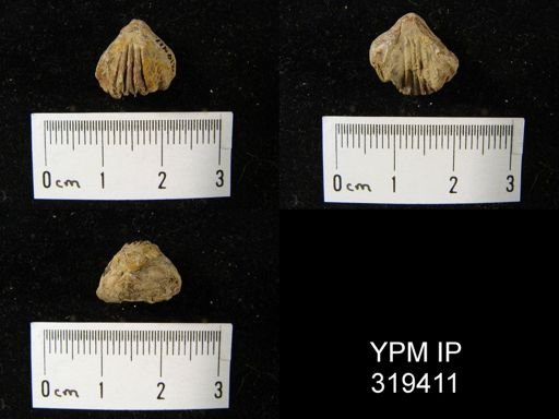 Pugnax sp.