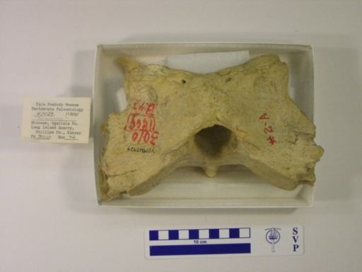 Teleoceras? fossiger