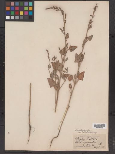 Atriplex patula hastata