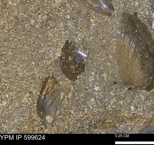 Protocardia subquadrata