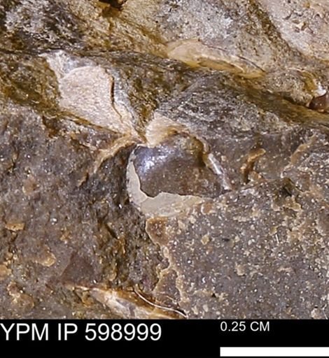 undet. Bivalvia