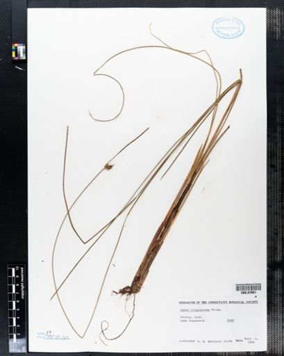 Carex oligosperma