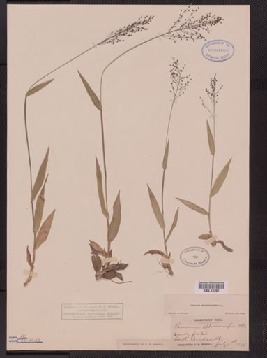Panicum sphaerocarpon
