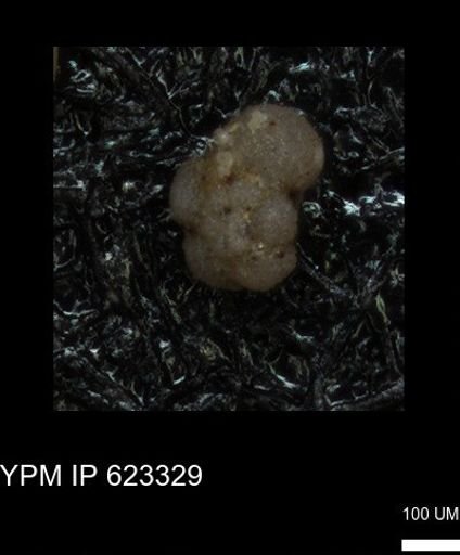 undet. Foraminiferida