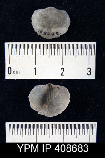 Leptaenisca sp.