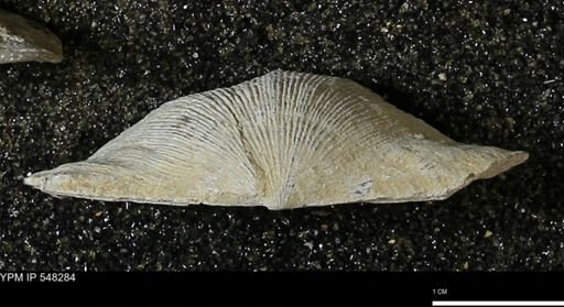 Stropheodonta sp.