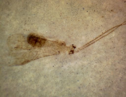 Hymenoptera?