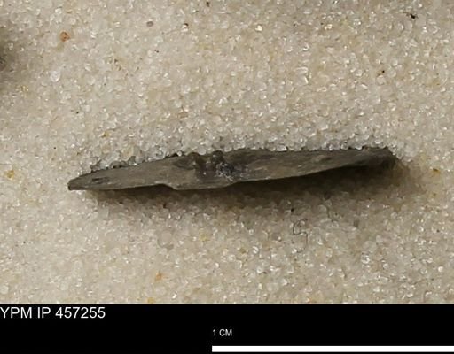 Pholidostrophia iowaensis