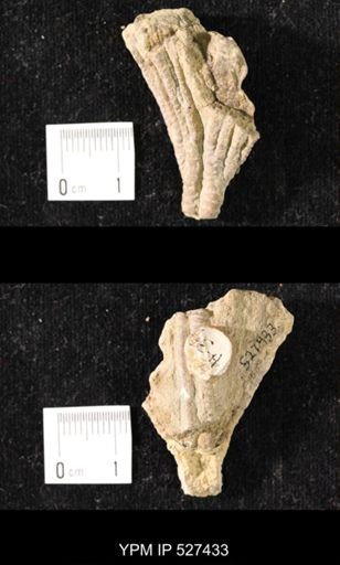 Iocrinus subcrassus