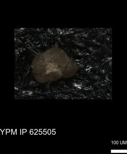 undet. Foraminiferida
