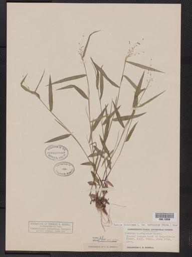 Panicum dichotomum