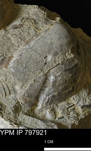 Bivalvia