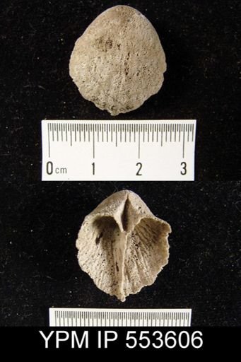 Gypidula sp.