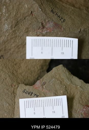 undet. Cornuta