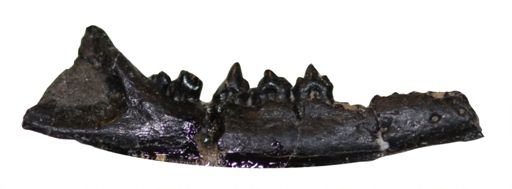 Amphidon superstes