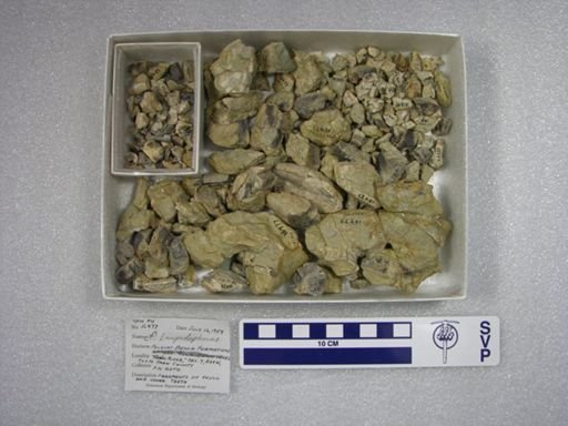 cf. Lampadophorus
