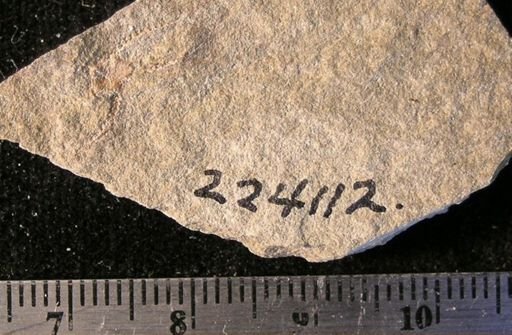 Stephanoura belgica