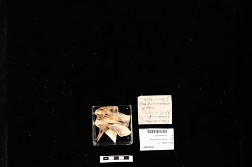 Sciaenidae