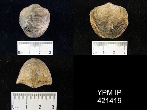 Devonatrypa?