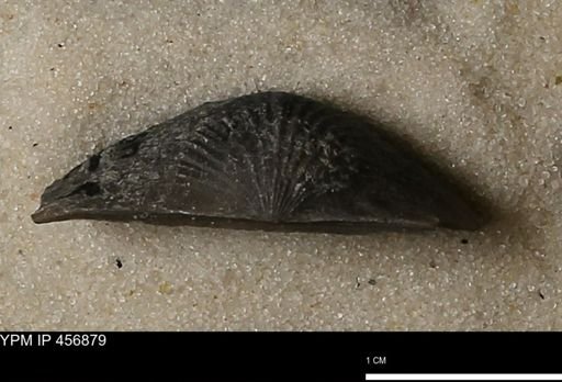 Stropheodonta sp.