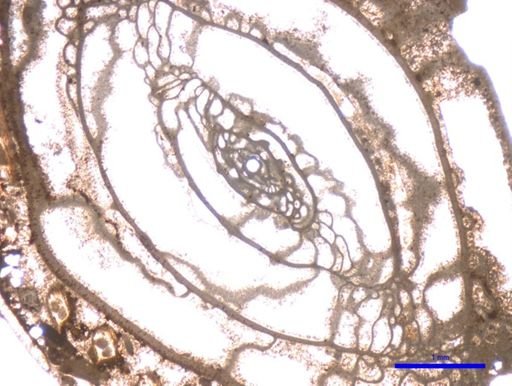 Pseudoschwagerina parabeedei
