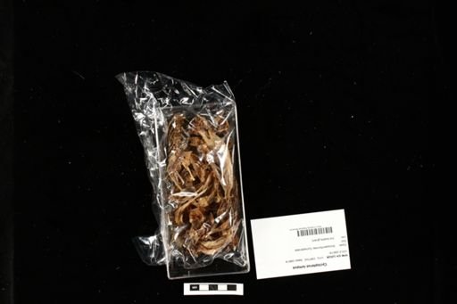 Cyclopterus lumpus