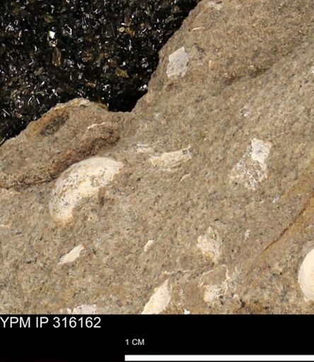 undet. Mollusca