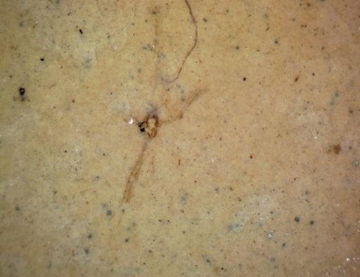 taxon undetermined