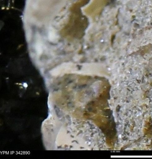 undet. Scaphitidae