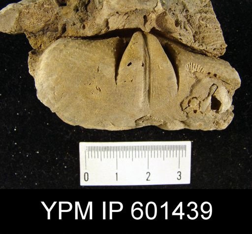Paraspirifer cultrijugatus