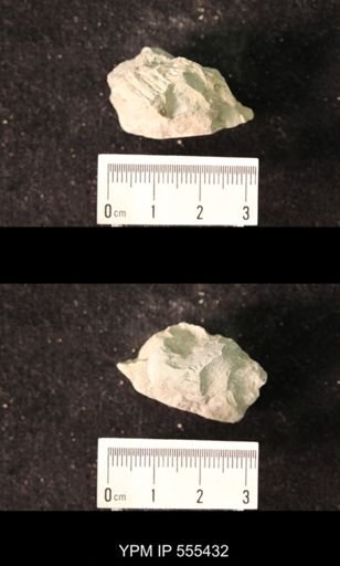 Spirifer cameratus