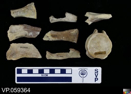 Platecarpus sp.