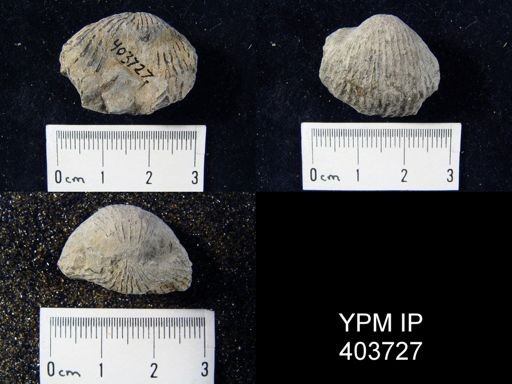 Anastrophia sp.