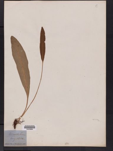 Elaphoglossum
