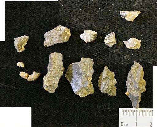 undet. Ammonoidea