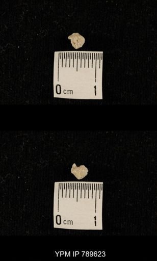 undet. Bryozoa