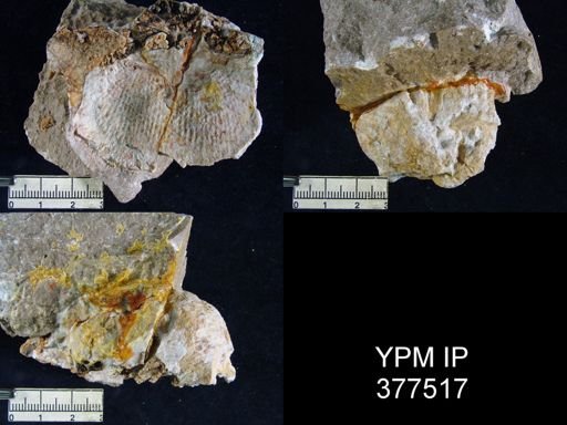 Productus ivesi