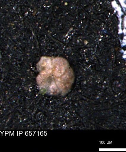 Haplophragmoides gigas
