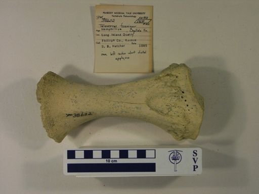 Teleoceras fossiger