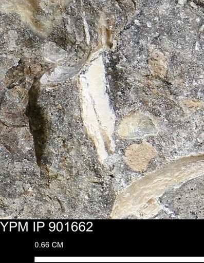 undet. Mollusca