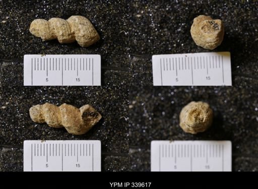Melania wyomingensis