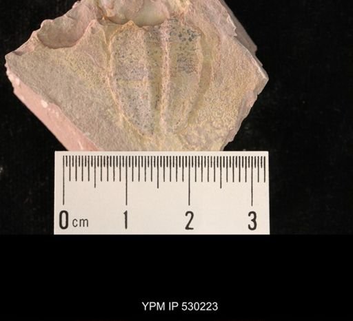Elrathia kingi